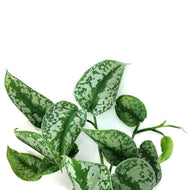Scindapsus, 6in HB, Exotica