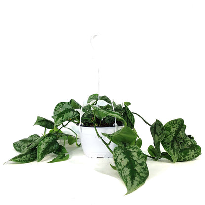Scindapsus, 6in HB, Exotica