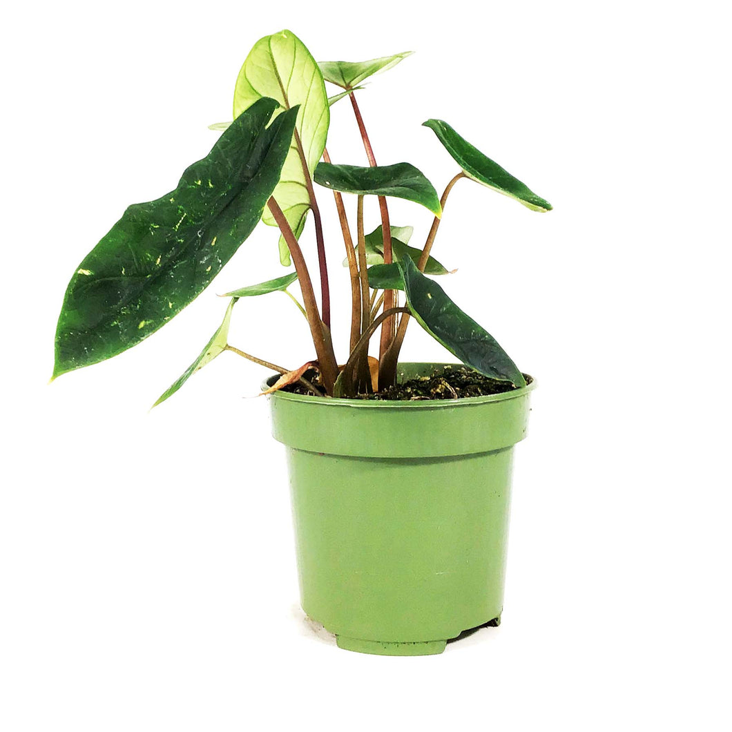 Alocasia, 4in, Scalprum