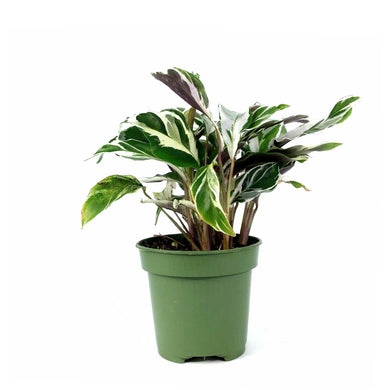 Calathea, 4in, White Fusion - Floral Acres Greenhouse & Garden Centre