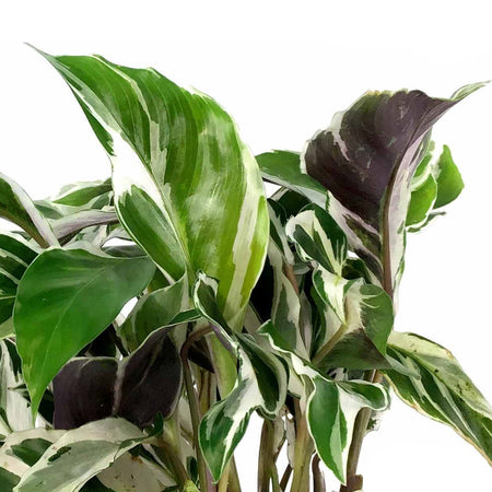 Calathea, 4in, White Fusion - Floral Acres Greenhouse & Garden Centre