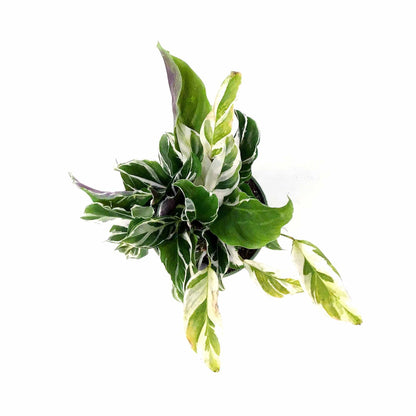 Calathea, 4in, White Fusion - Floral Acres Greenhouse & Garden Centre