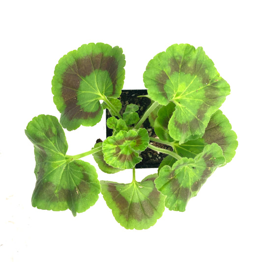 Annual, 3.5in, Pinto Geranium