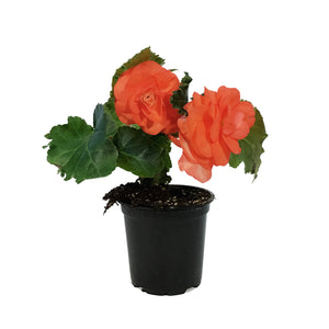 Annual, 4in, Begonia
