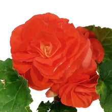 Load image into Gallery viewer, Annual, 4in, Begonia
