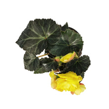 Load image into Gallery viewer, Annual, 4in, Begonia
