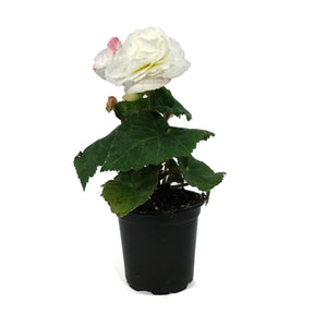 Annual, 4in, Begonia