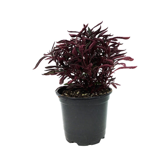Annual, 4in, Alternanthera