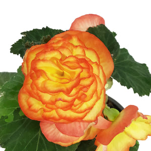 Annual, 4in, Begonia