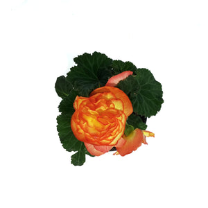 Annual, 4in, Begonia