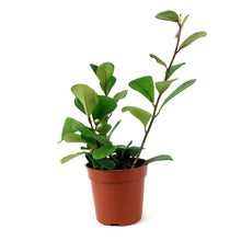 Load image into Gallery viewer, Ficus, 4in, Triangularis
