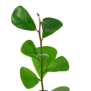 Ficus, 4in, Triangularis