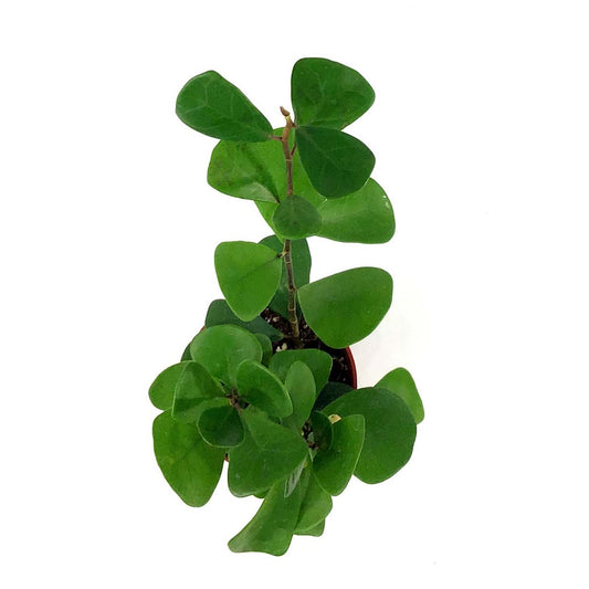 Ficus, 4in, Triangularis