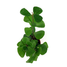 Load image into Gallery viewer, Ficus, 4in, Triangularis
