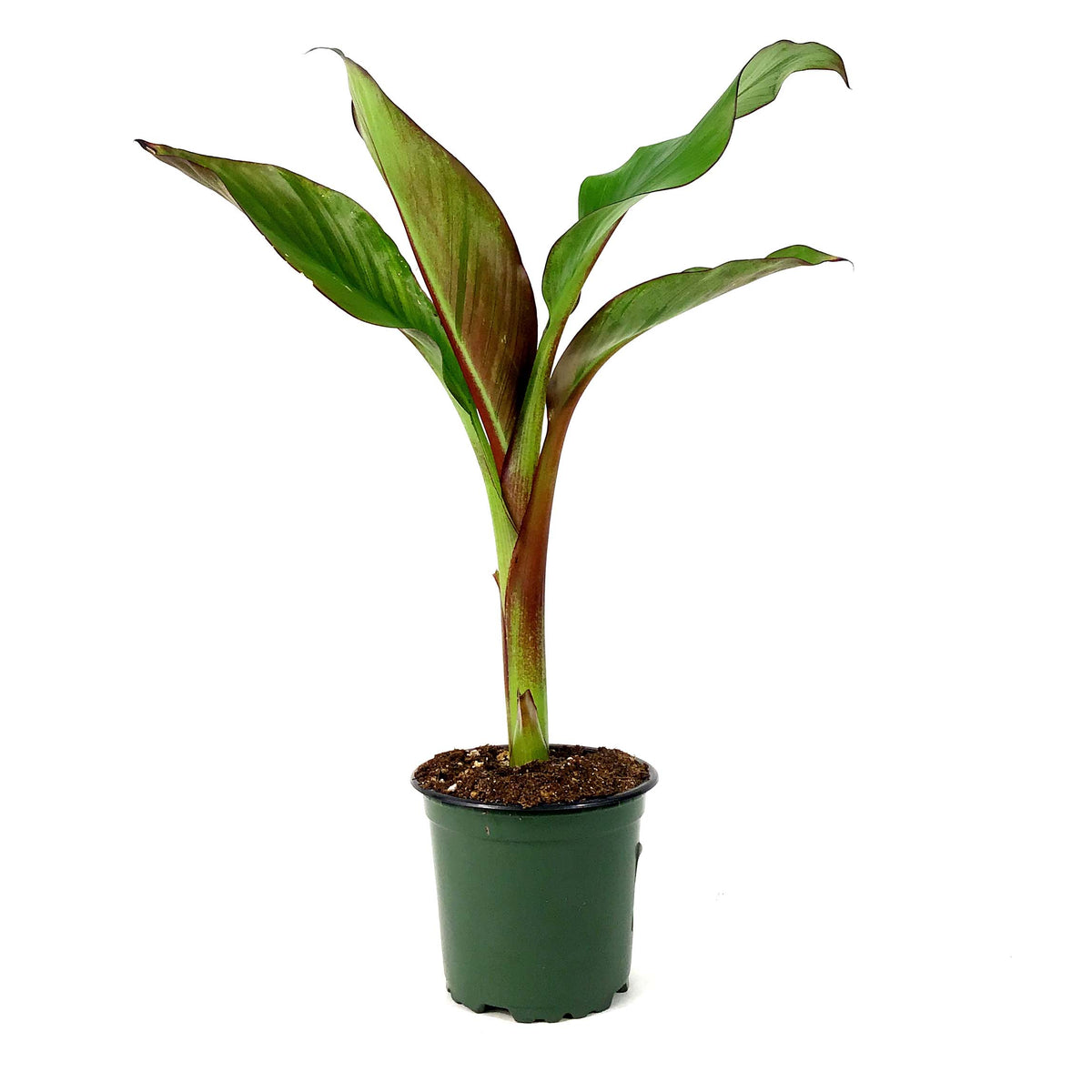 Banana, 4in, Blood - Floral Acres Greenhouse & Garden Centre