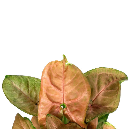 Syngonium, 4in, Pink Allusion - Floral Acres Greenhouse & Garden Centre