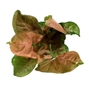 Syngonium, 4in, Pink Allusion - Floral Acres Greenhouse & Garden Centre