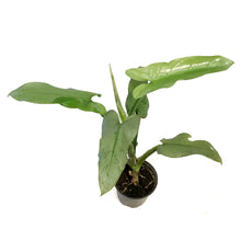 Load image into Gallery viewer, Philodendron, 4in, Silver Sword
