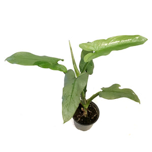 Philodendron, 4in, Silver Sword