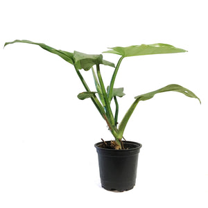 Philodendron, 4in, Silver Sword