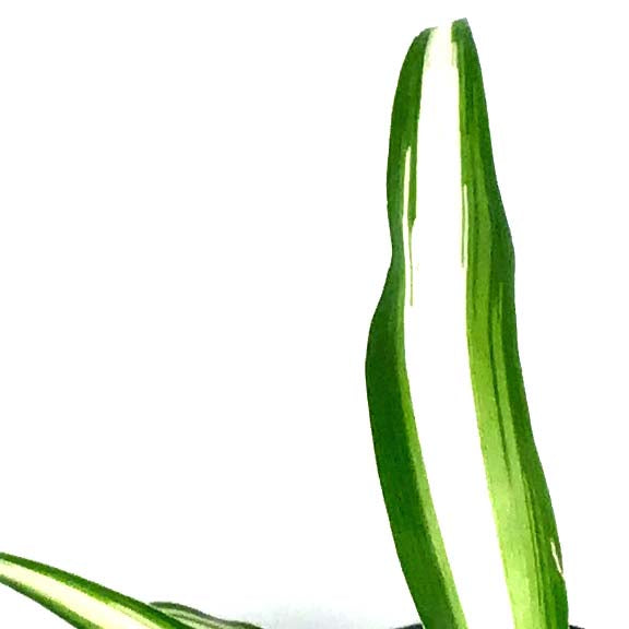 Spider Plant, 4in, Green Edge - Floral Acres Greenhouse & Garden Centre