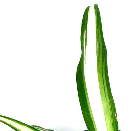 Spider Plant, 4in, Green Edge - Floral Acres Greenhouse & Garden Centre