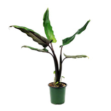 Load image into Gallery viewer, Alocasia, 4in, Lauterbachiana Purple Sword - Floral Acres Greenhouse &amp; Garden Centre
