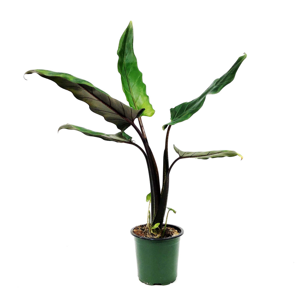 Alocasia, 4in, Lauterbachiana Purple Sword - Floral Acres Greenhouse & Garden Centre
