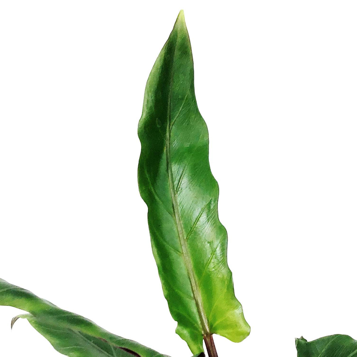 Alocasia, 4in, Lauterbachiana Purple Sword - Floral Acres Greenhouse & Garden Centre