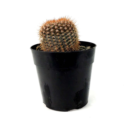 Cactus, 5in, Notocactus Schlosseri - Floral Acres Greenhouse & Garden Centre