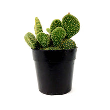 Load image into Gallery viewer, Cactus, 5in, O. microdasys monstrose &#39;Crazy Bunny&#39; - Floral Acres Greenhouse &amp; Garden Centre
