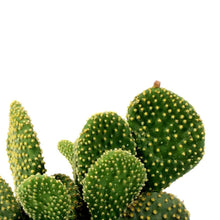 Load image into Gallery viewer, Cactus, 5in, O. microdasys monstrose &#39;Crazy Bunny&#39; - Floral Acres Greenhouse &amp; Garden Centre
