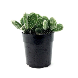 Cactus, 5in, O. microdasys albata 'Angel Wings' - Floral Acres Greenhouse & Garden Centre