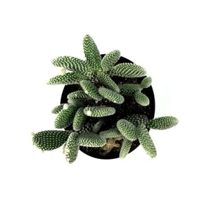 Cactus, 5in, O. microdasys albata 'Angel Wings' - Floral Acres Greenhouse & Garden Centre