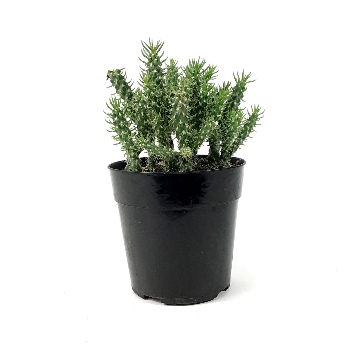 Cactus, 5in, Cylindropuntia 'Mini Cholla' - Floral Acres Greenhouse & Garden Centre