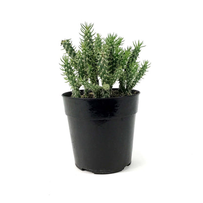 Cactus, 5in, Cylindropuntia 'Mini Cholla' - Floral Acres Greenhouse & Garden Centre
