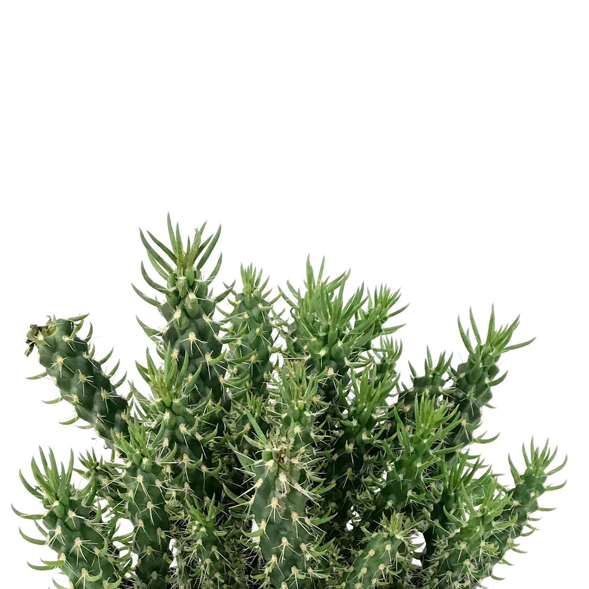 Cactus, 5in, Cylindropuntia 'Mini Cholla' - Floral Acres Greenhouse & Garden Centre