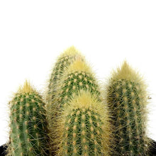 Load image into Gallery viewer, Cactus, 5in, Austrocephalocereus estevesii - Floral Acres Greenhouse &amp; Garden Centre
