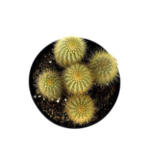 Load image into Gallery viewer, Cactus, 5in, Austrocephalocereus estevesii - Floral Acres Greenhouse &amp; Garden Centre
