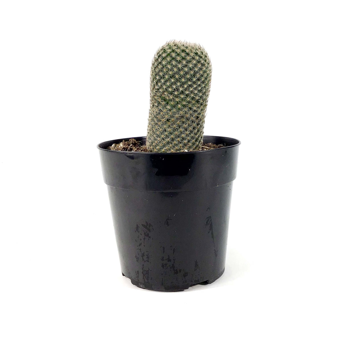 Cactus, 5in, Echinopsis 'Rose Quartz' - Floral Acres Greenhouse & Garden Centre