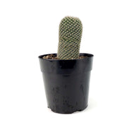 Cactus, 5in, Echinopsis 'Rose Quartz' - Floral Acres Greenhouse & Garden Centre