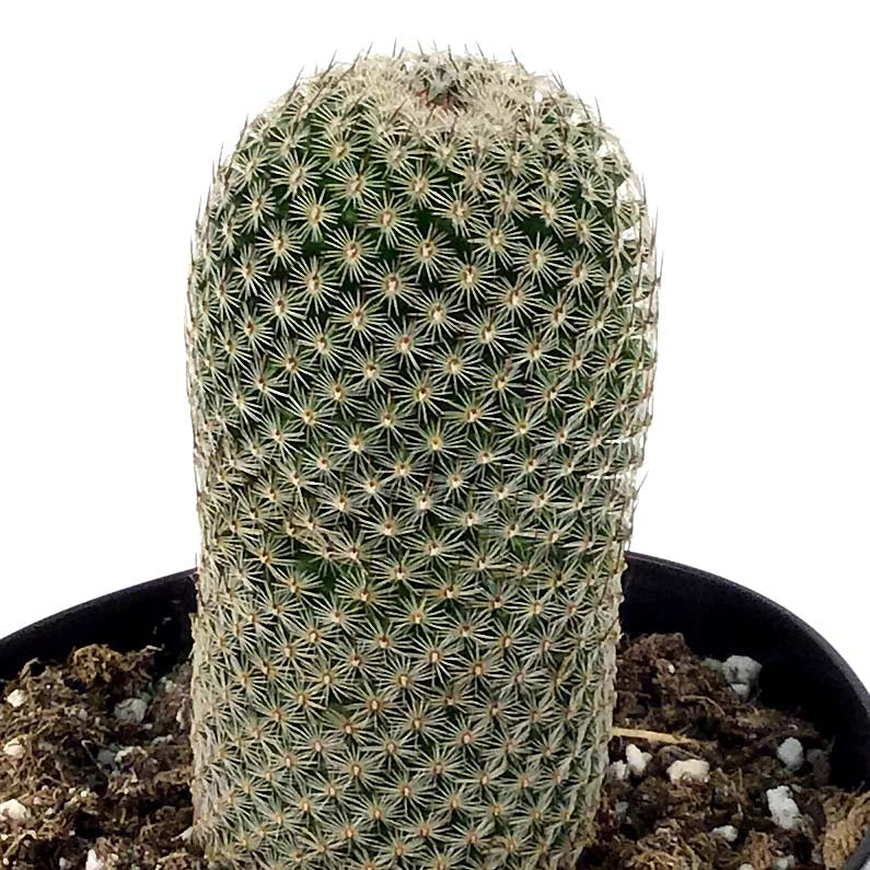 Cactus, 5in, Echinopsis 'Rose Quartz' - Floral Acres Greenhouse & Garden Centre
