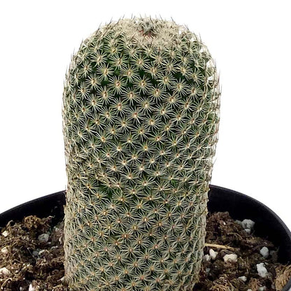 Cactus, 5in, Echinopsis 'Rose Quartz' - Floral Acres Greenhouse & Garden Centre