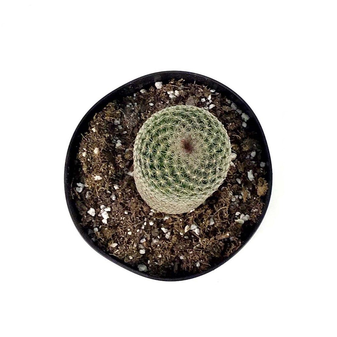 Cactus, 5in, Echinopsis 'Rose Quartz' - Floral Acres Greenhouse & Garden Centre