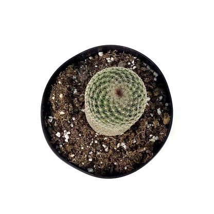 Cactus, 5in, Echinopsis 'Rose Quartz' - Floral Acres Greenhouse & Garden Centre
