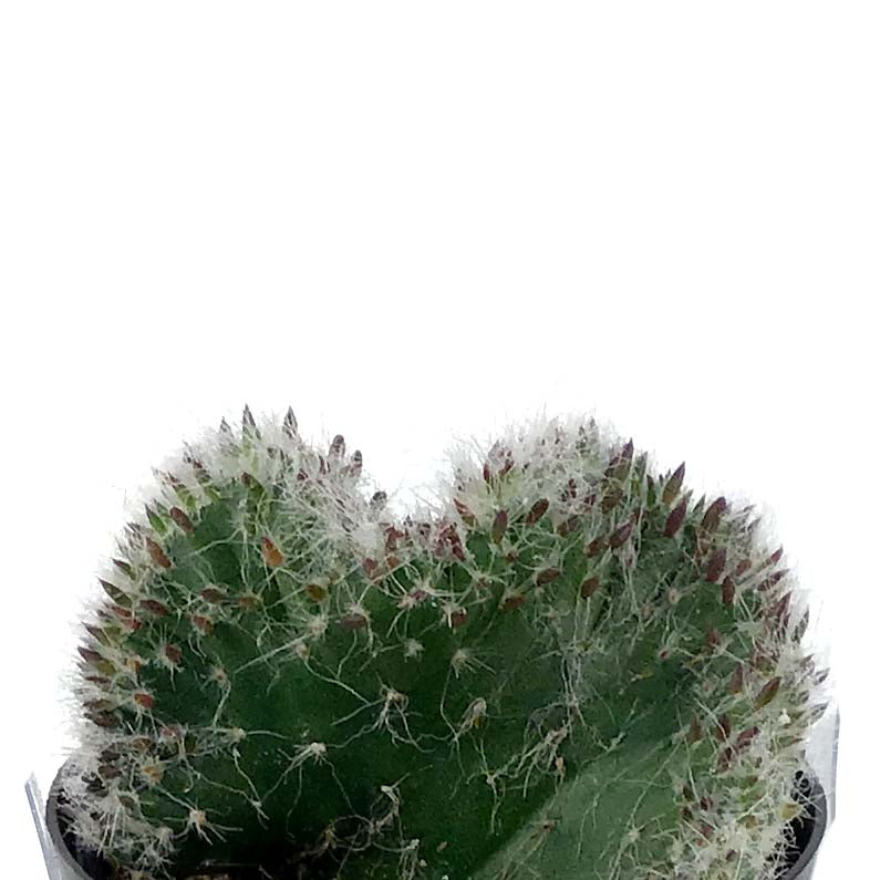 Cactus, 2.5in, Opuntia hybrid 'Roller Coaster' - Floral Acres Greenhouse & Garden Centre
