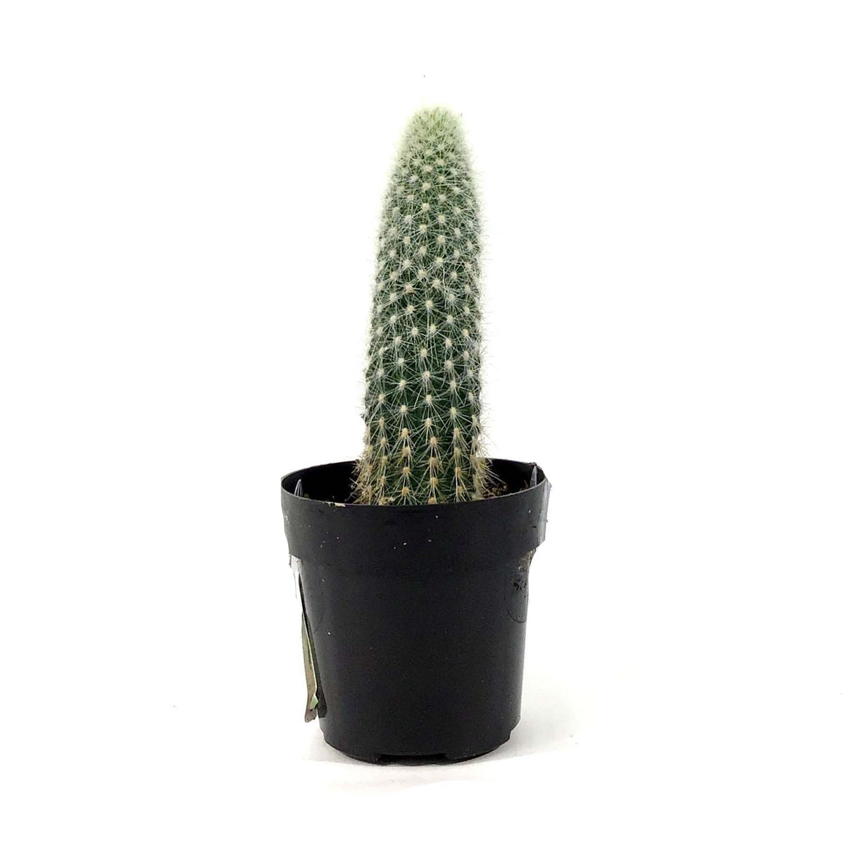 Cactus, 2.5in, Espostoa Guentheri - Floral Acres Greenhouse & Garden Centre