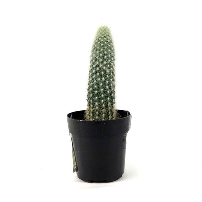 Cactus, 2.5in, Espostoa Guentheri - Floral Acres Greenhouse & Garden Centre