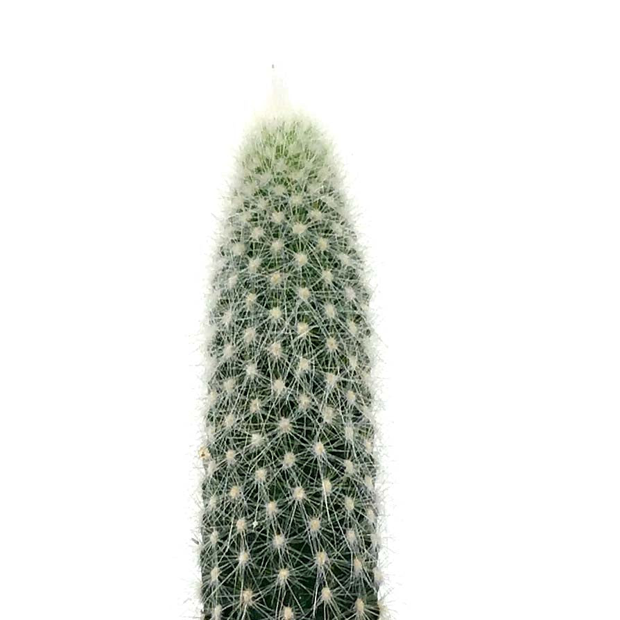 Cactus, 2.5in, Espostoa Guentheri - Floral Acres Greenhouse & Garden Centre