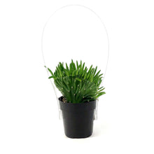 Load image into Gallery viewer, Cactus, 2.5in, A. subulata &#39;Crested Eve&#39;s Needle&#39; - Floral Acres Greenhouse &amp; Garden Centre
